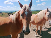 Vente de cheval : Tao